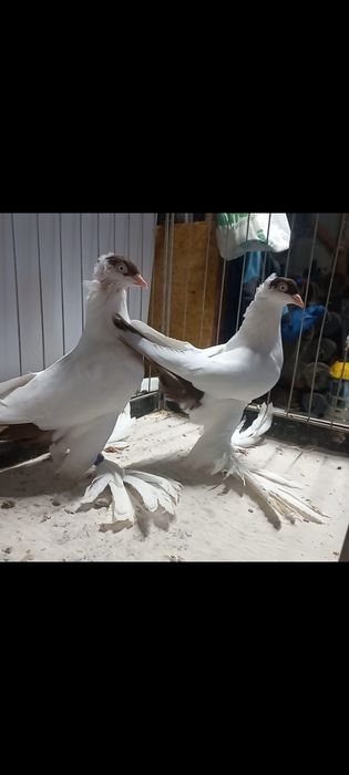 Krymka polska gołębie