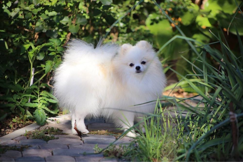 Терміново Хлопчик шпіц 6 міс