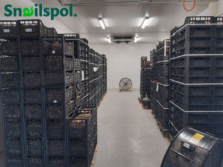 Skup ślimaków / Muller 1kl 13zł-15zł, 2kl 8zł /Maxima/Got.Przele100%