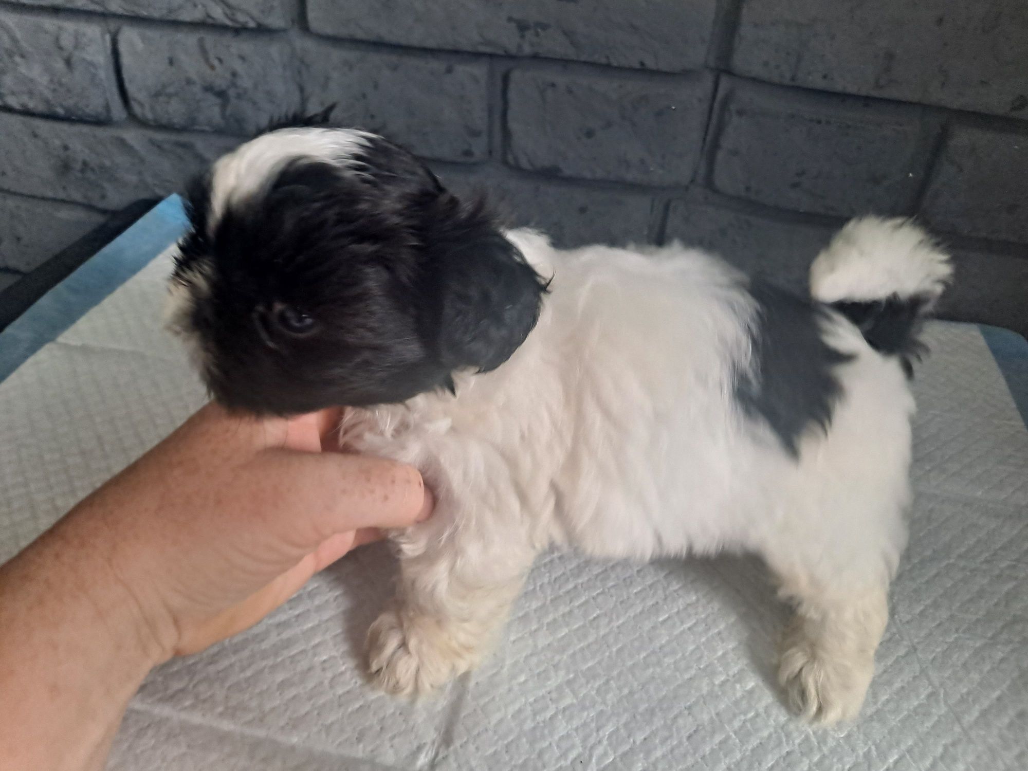 Śliczna Shih tzu z genem czekoladowym.Juz do odbioru.