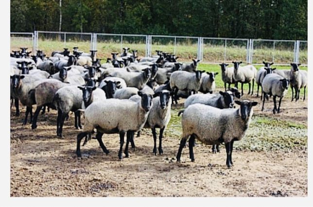 Романівські вівці, ягнята, барани