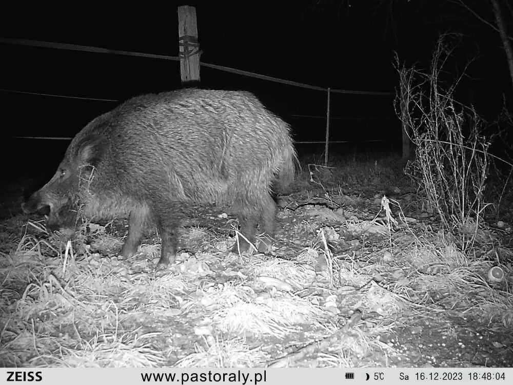 Zeiss Secacam 5 fotopułapka kamera leśna Sklep Warszawa Wawer pastoral