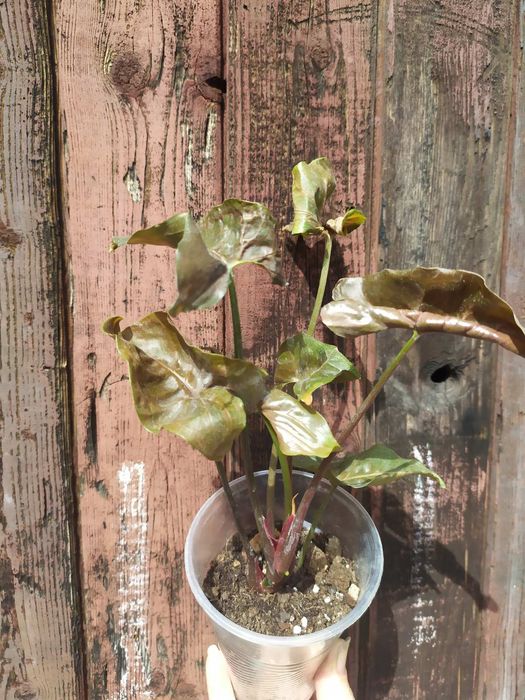 Заміокулькас Зензі, звичайний