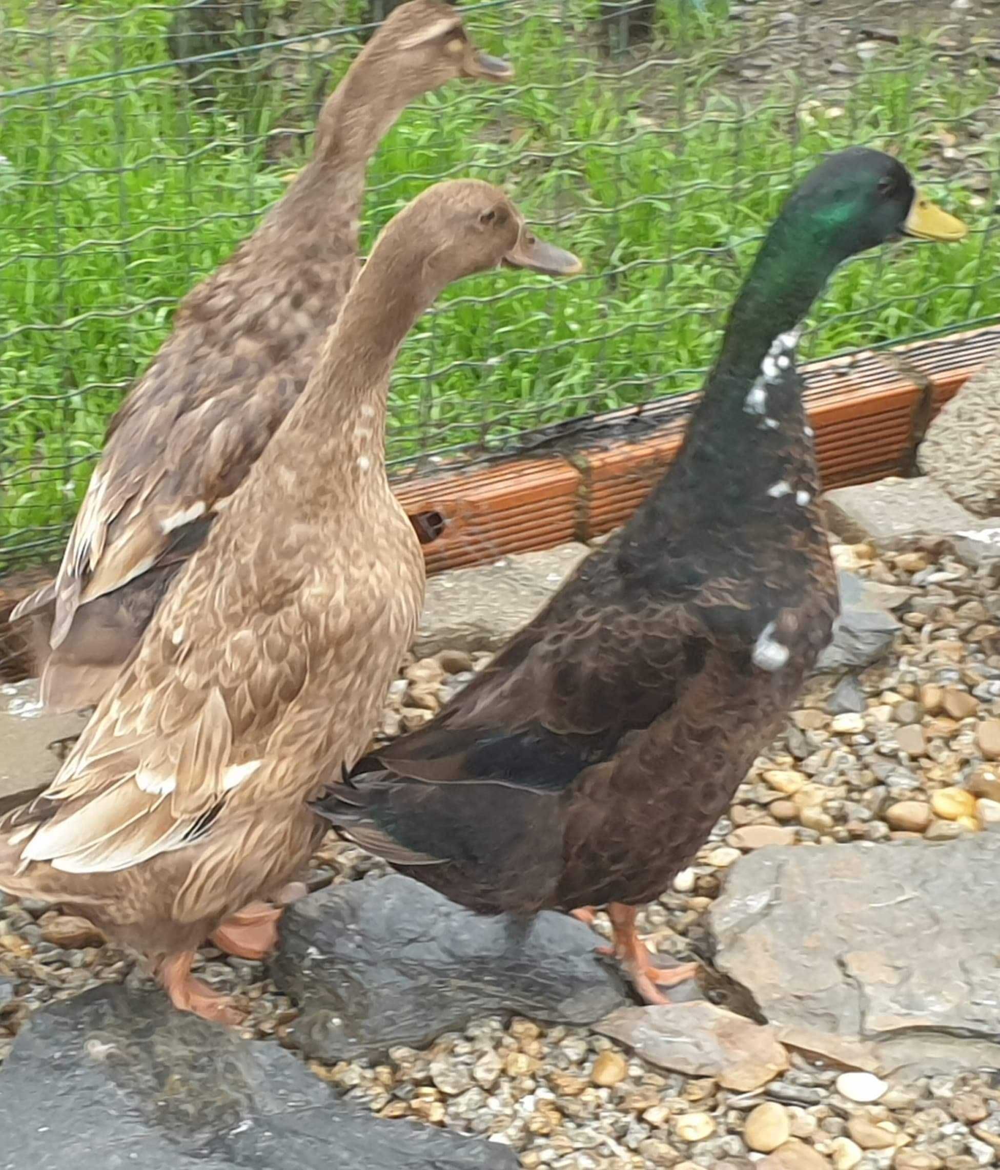 pato  gansos perus galinhas