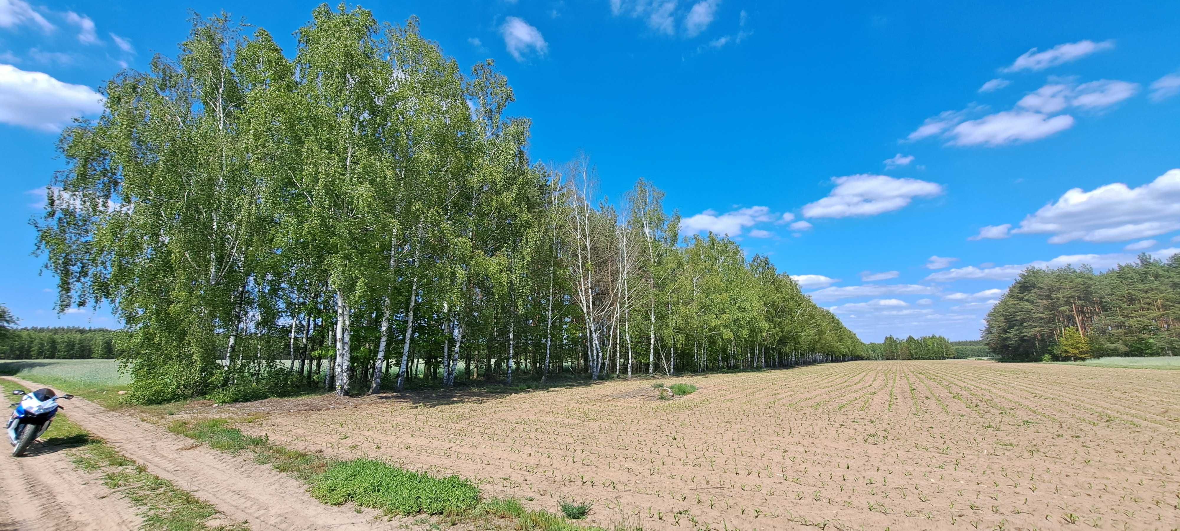Sprzedam las z działką 11576 m2