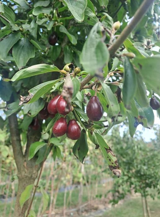 Bez czarny sok 100% naturalny