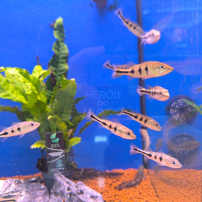 Tucunaré Amarelo (Cichla Munoculos)