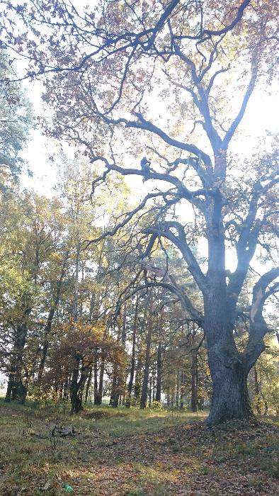 Wycinka, przycinka, pielęgnacja drzew na linach, arborystyka