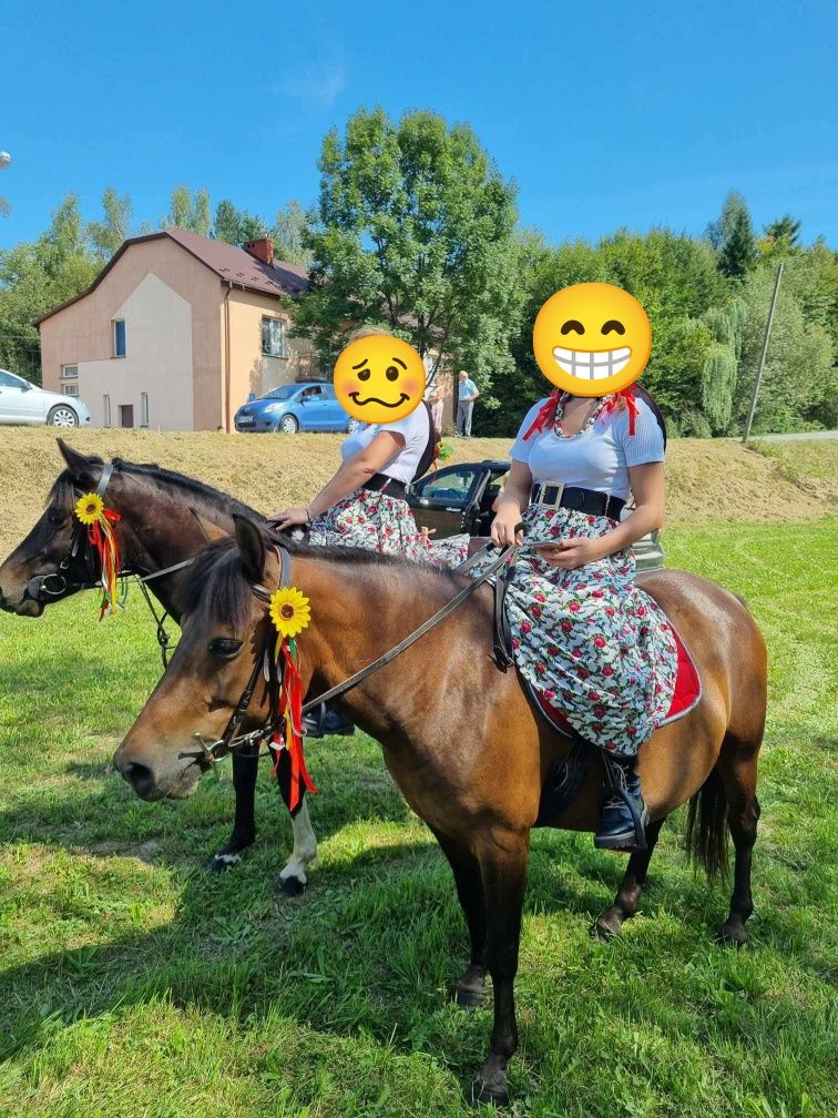 Sprzedam Ogierka huculskiego