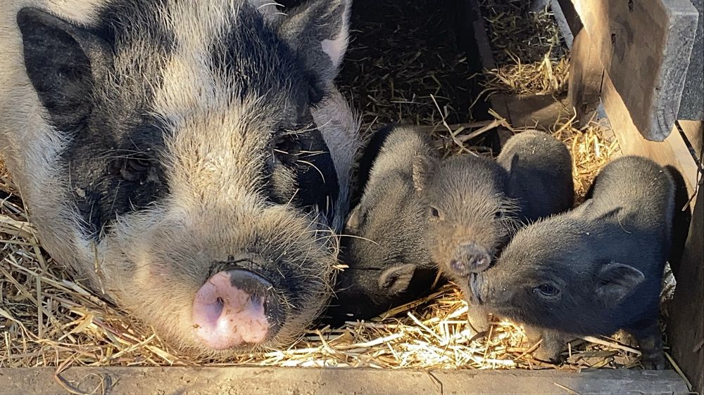 Mini-Porcos Pretos e Malhados (Aceitamos troca por galinhas!)