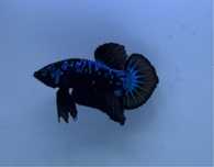 Casal Betta Avatar Galaxy
