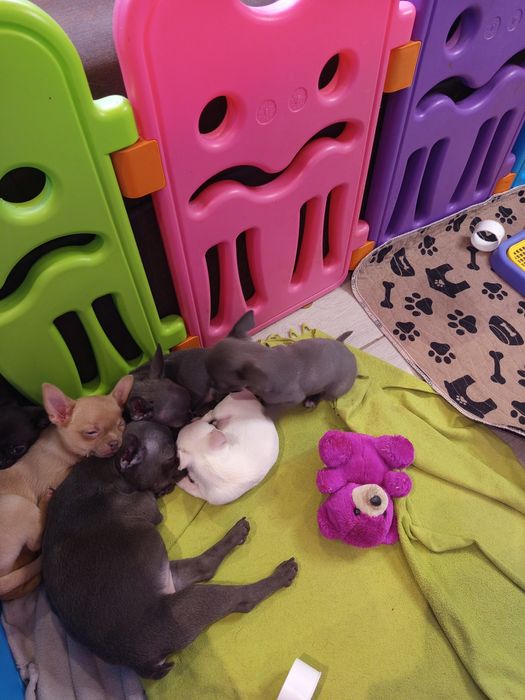 Чіхуахуа хлопчики дівчатка і франя