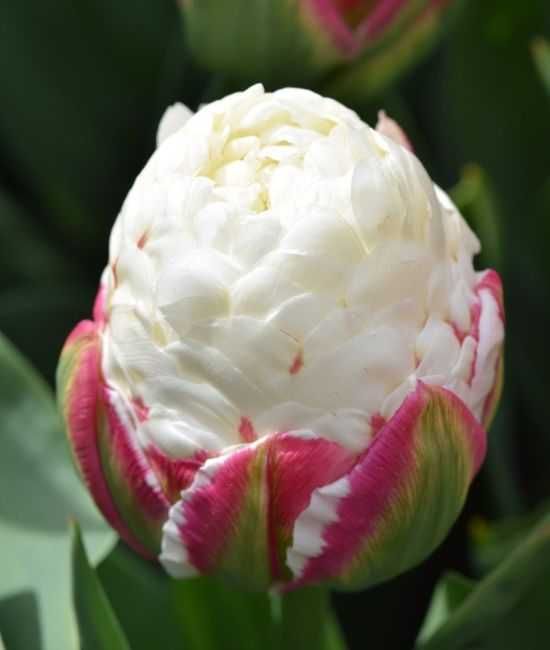 Zastaw tulipanów z 10 odmian 125 cebulek za 179 zł