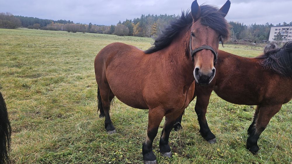 Sprzedam 3 klacze zimnokrwiste