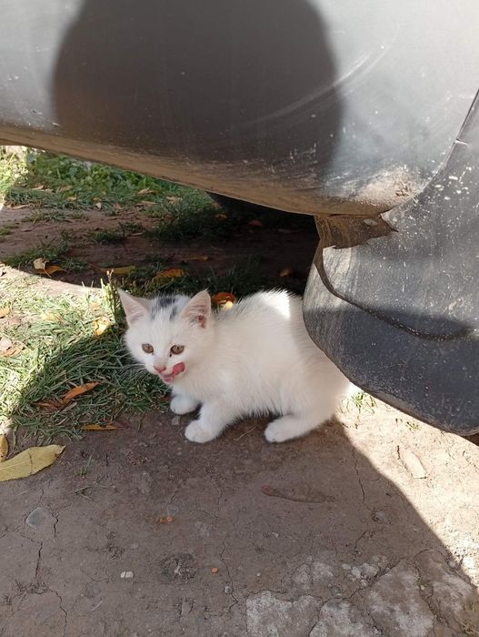 Віддам кошенят в добрі руки