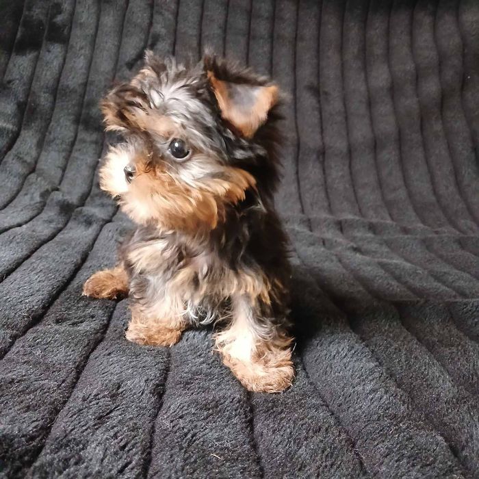 Щенки йоркширского терьера девочка