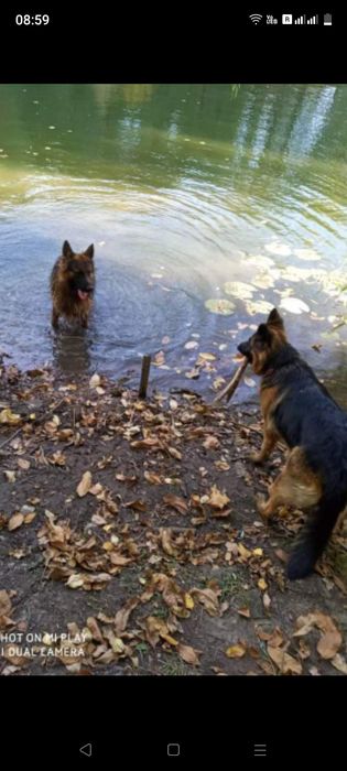 Щенки немецкой овчарки