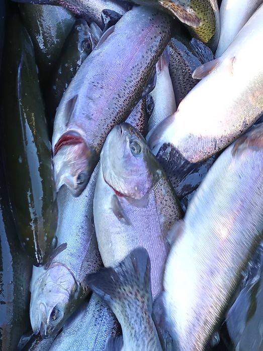 Pstrąg tęczowy 700 -900 gram , jesiotr lin karp karaś szczupak sandacz