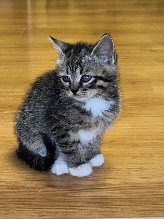 Милі кошенята шукають свою люблячу сім’ю!