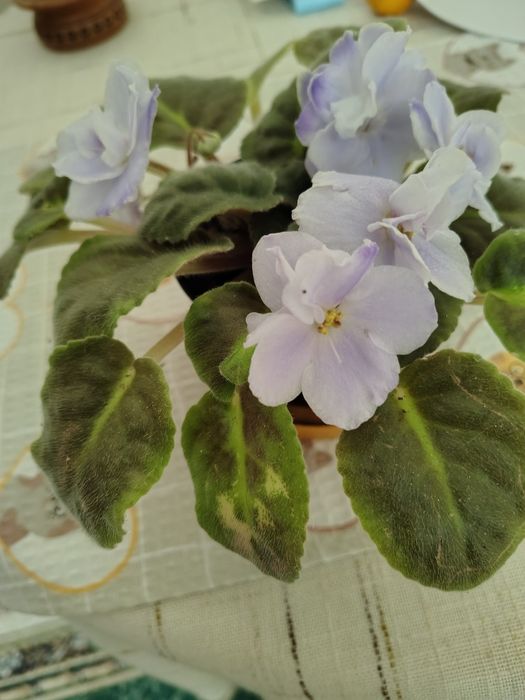 Кімнатні рослини