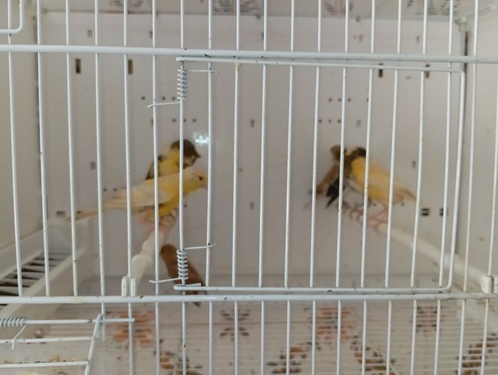 Canários  bonitos