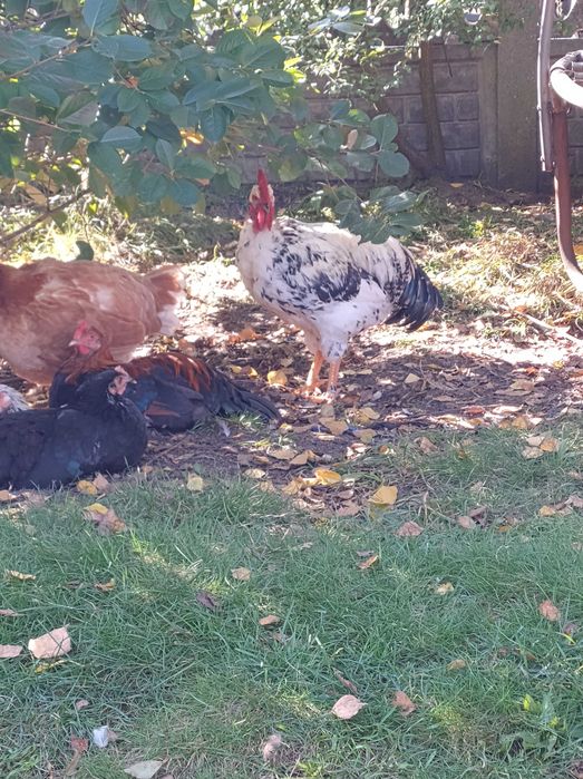 Kogutki młode różnych ras.