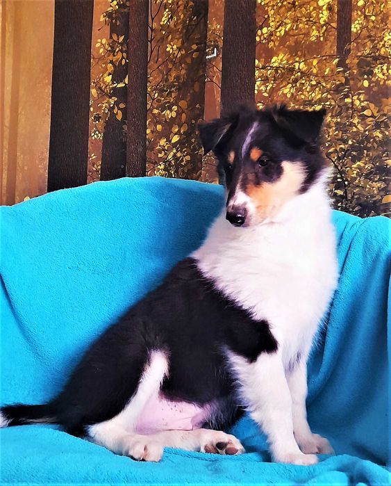 *Owczarek Szkocki Collie długowłosy* piesek Gotowy Do Odbioru
