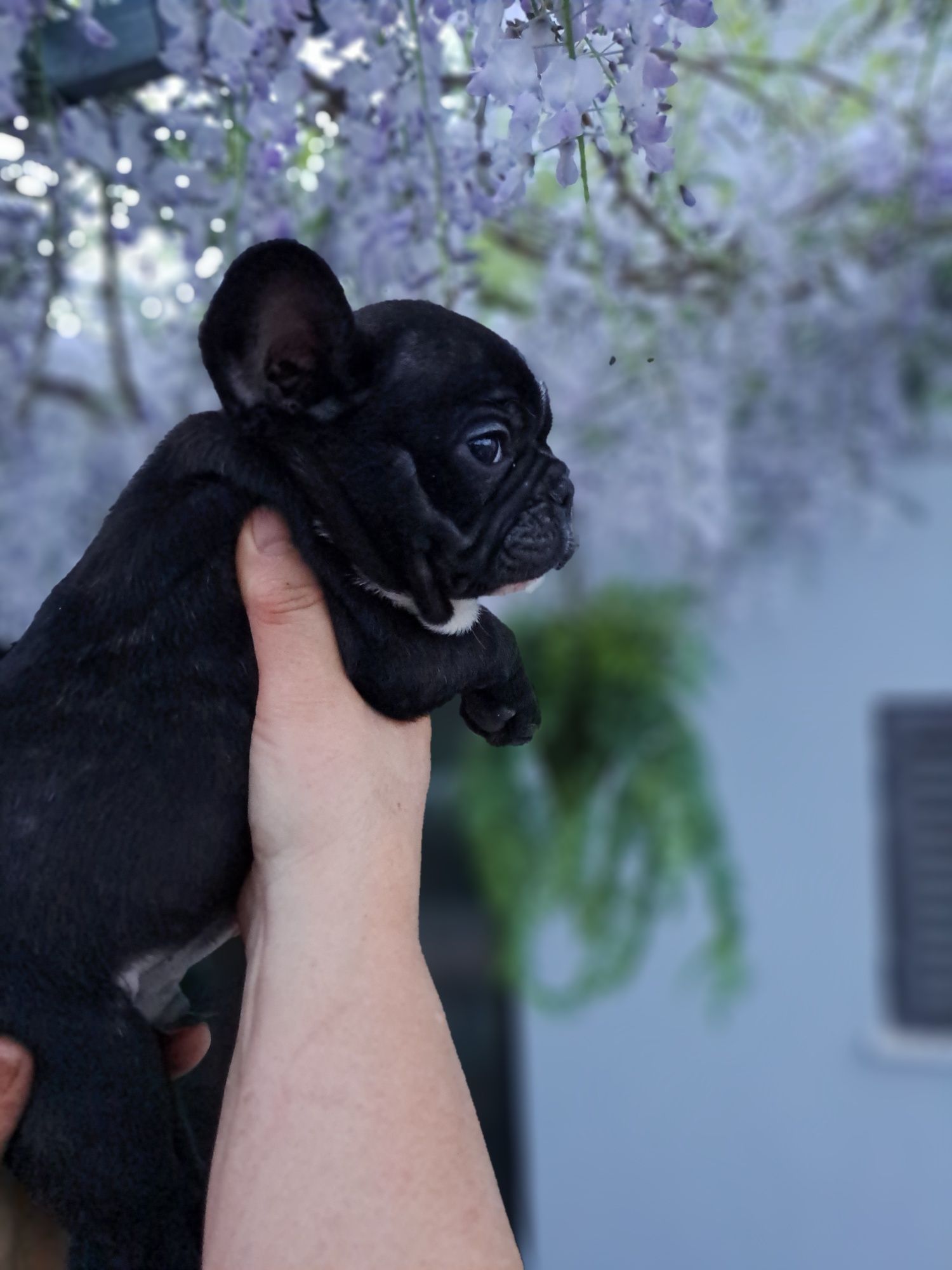 Buldogue francês
