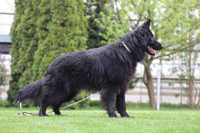 Owczarek Niemiecki Długowłosy  czarny potężny pies