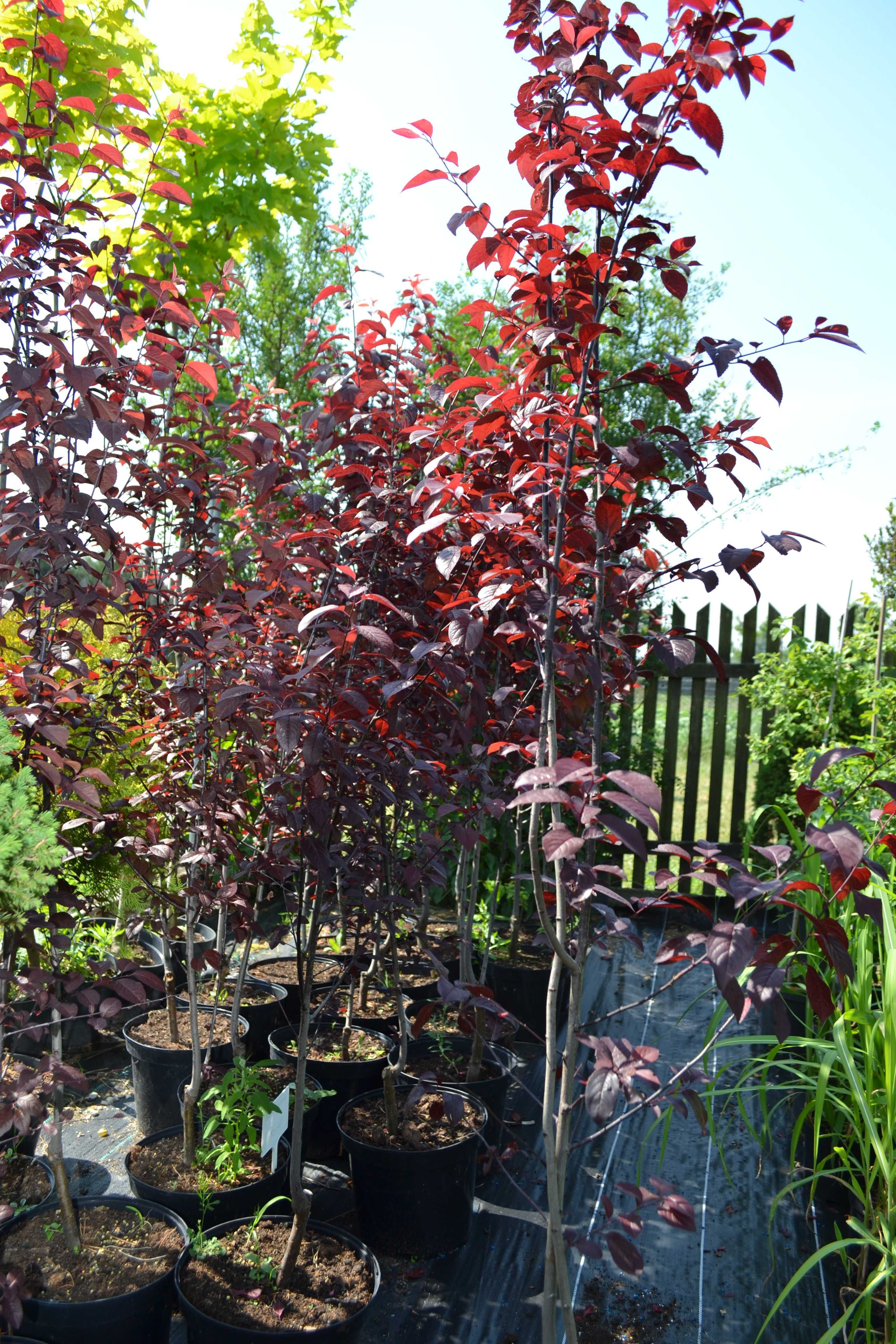 śliwa wiśniowa, śliwa purpurowa pisardi, nigra 1,5 m