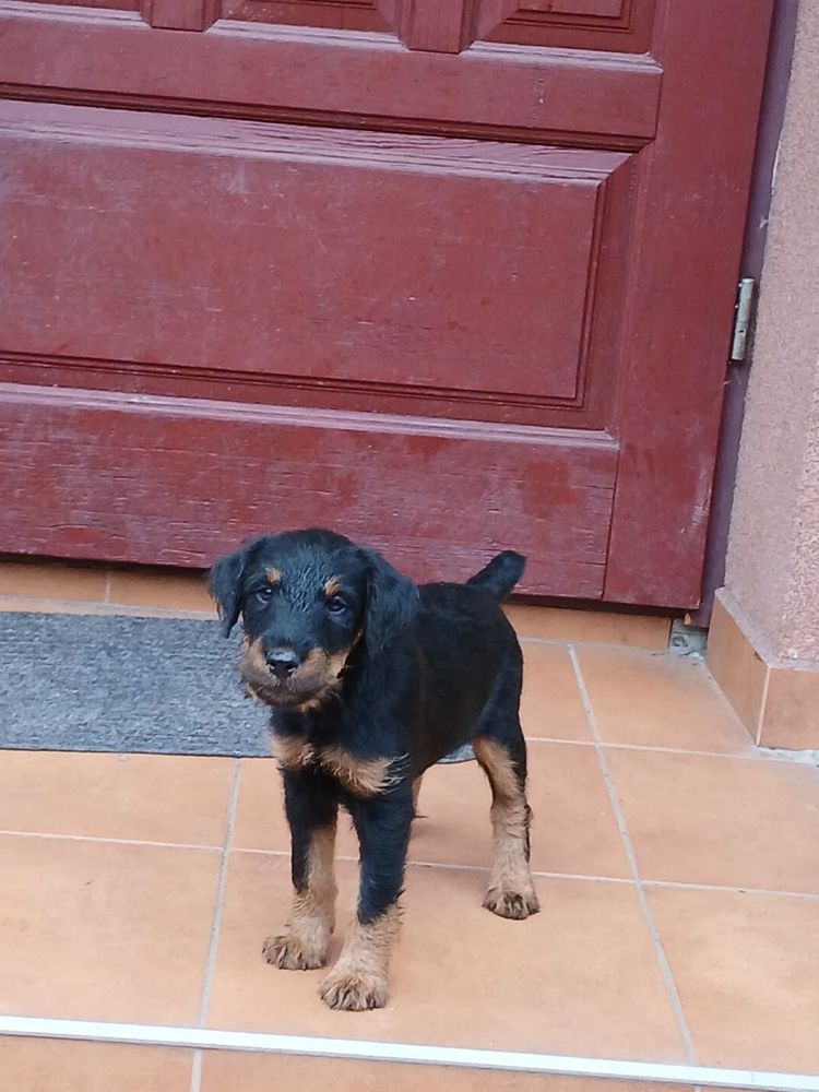 Terrier niemiecki śliczny piesek