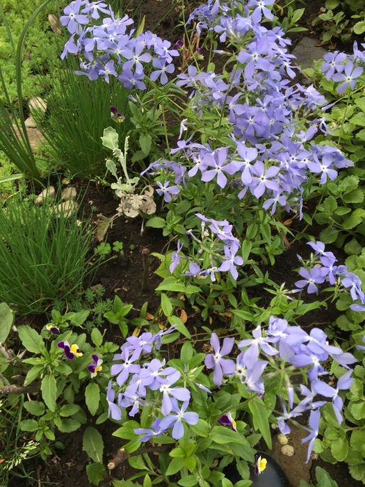 Цветы садовые