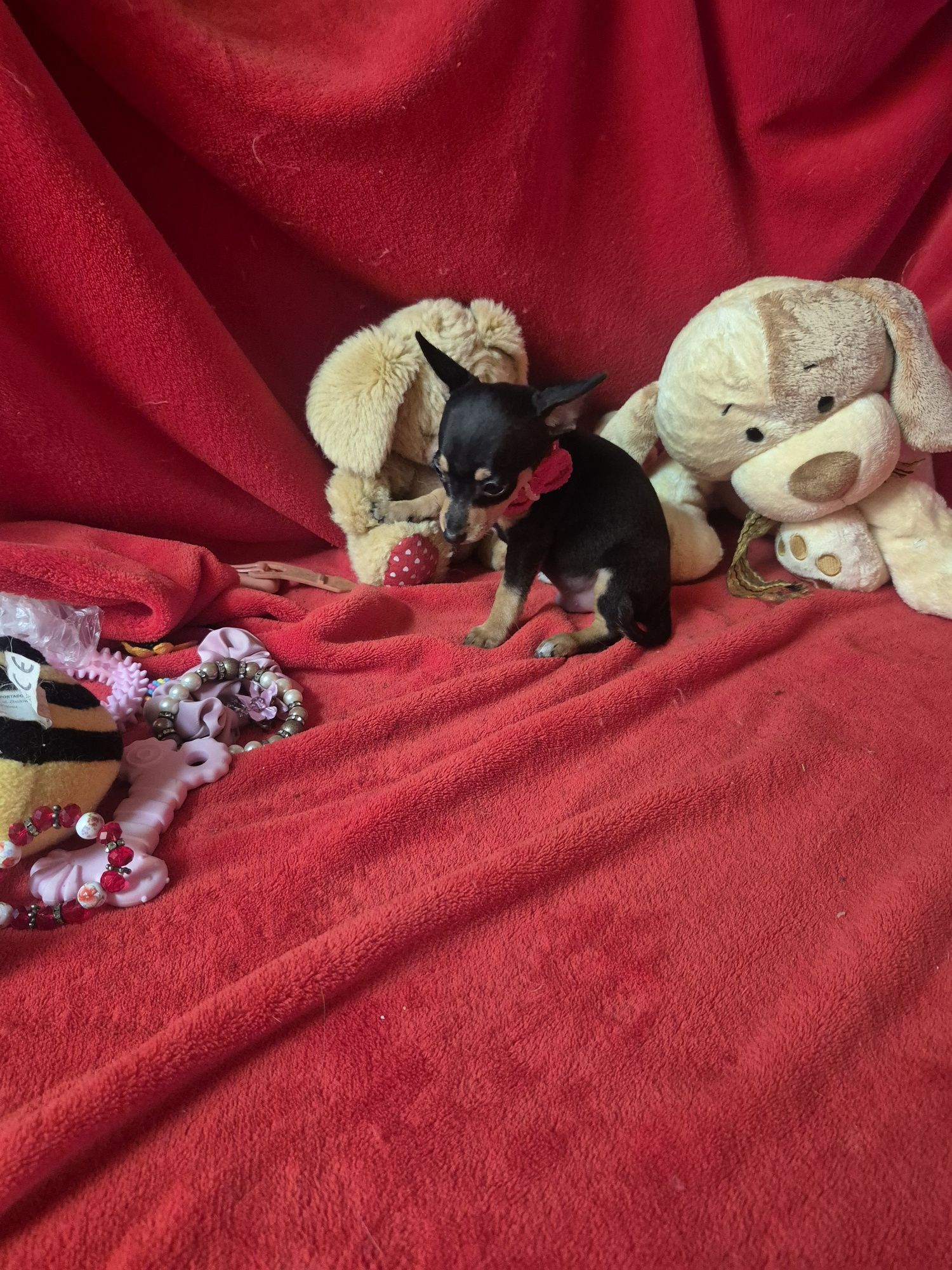 Pinscher  Macho Miniatura Criadora Registada PT 3088 FL