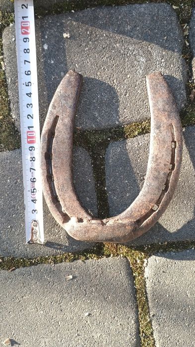 Podkowa końska, około 16 cm