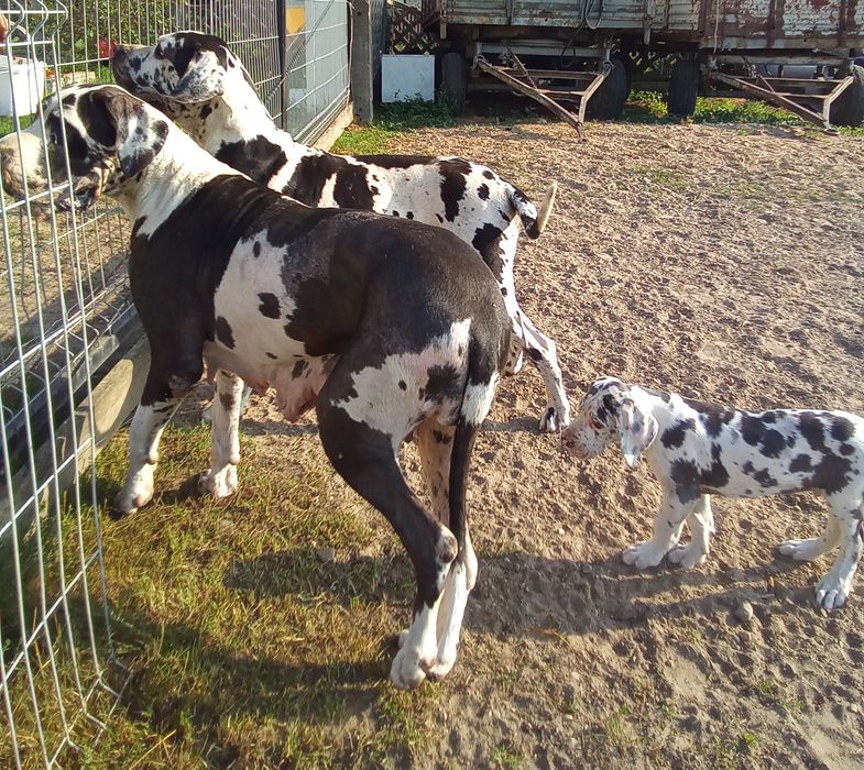 Dog niemiecki, piesek szczenię urodzony koniec lipca