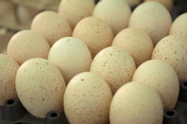 Яйцо Инкубационное| Яйце Інкубаційне | БИГ-6 | БІГ-6