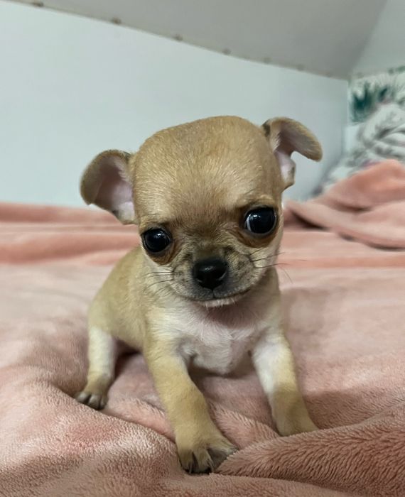 Beżowa chihuahua krótkowłosa samiec