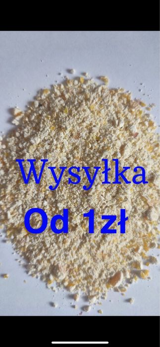 Kukurydza mielona dla kur