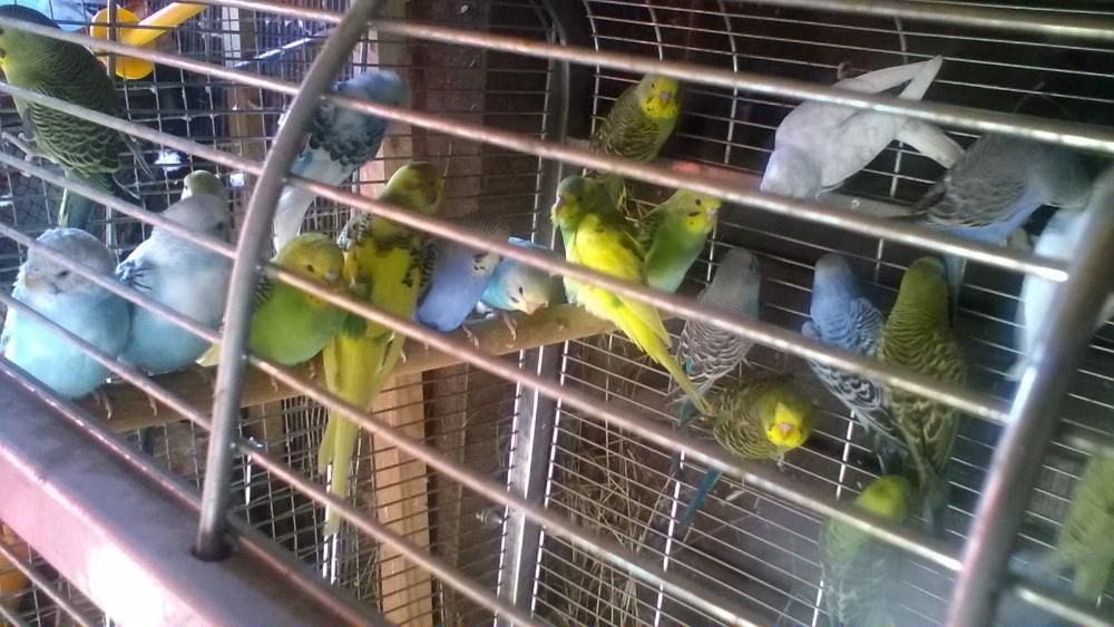 papugi faliste śliczne kolorowe
