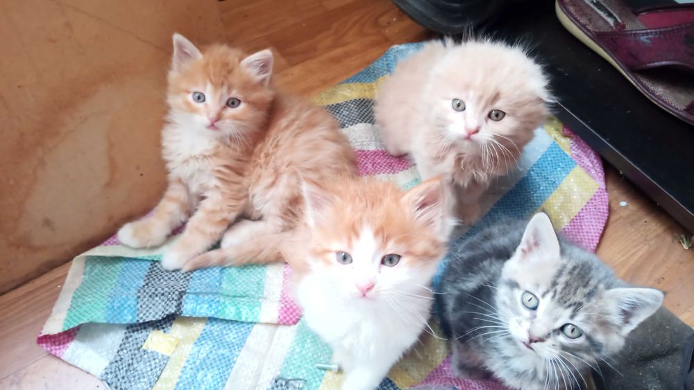Продам котят Мейн кун