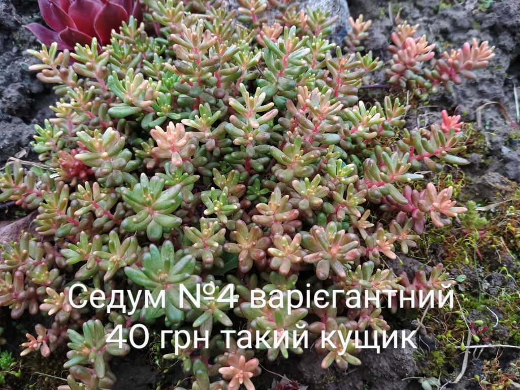 Сукуленти. Молодило. Кам'яна троянда. Седум. Рокарій. Хризантема. Ірис