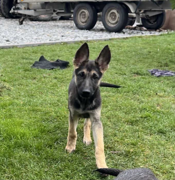 Цуценята Східно-Європейської вівчарки ВЕО щенки