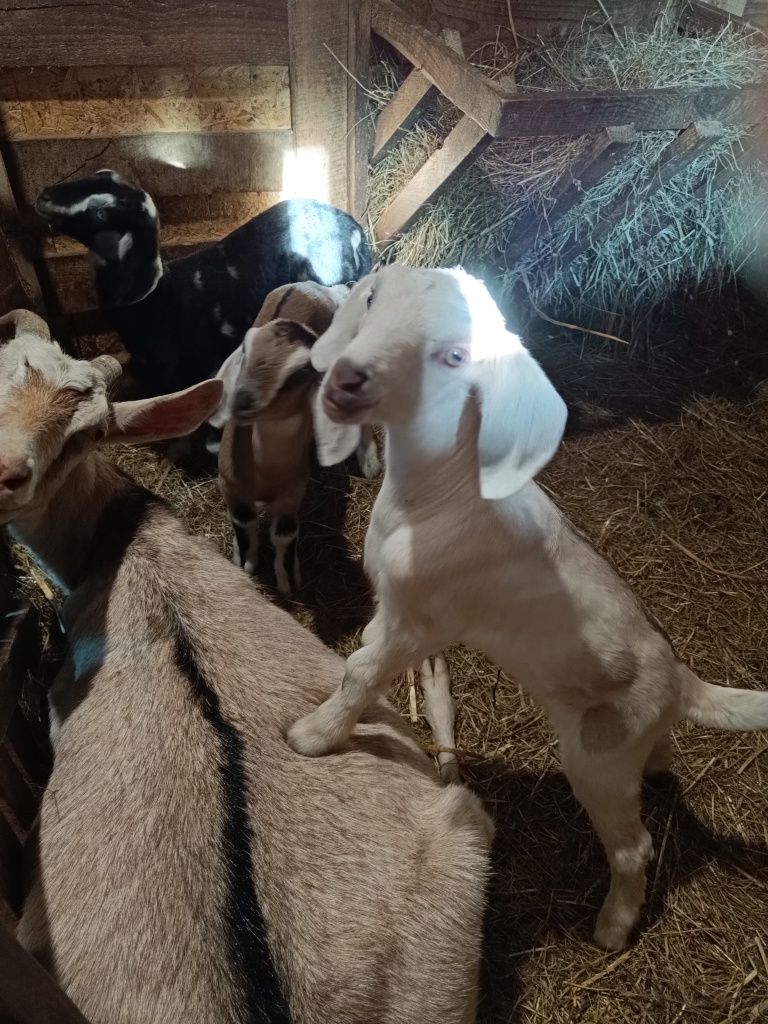 Продам козы и козлята Нубийской породы