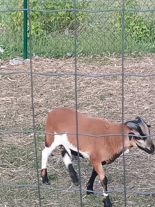 Baranki kameruńskie