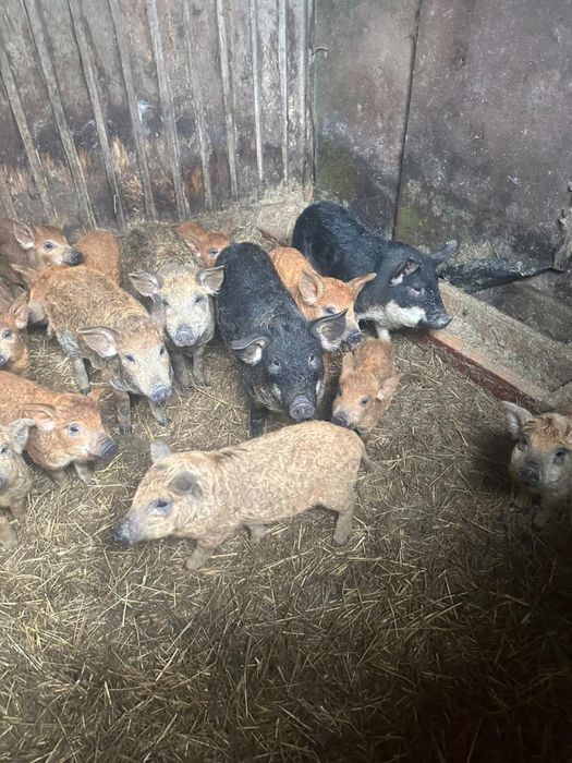 Продаж поросят пухової Венгерської мангалиці
