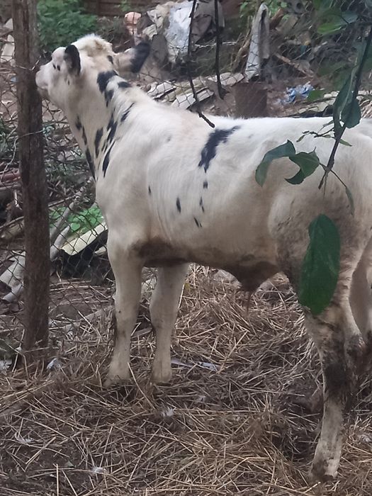 Продам бичка  Яворівський район с.Чернилява