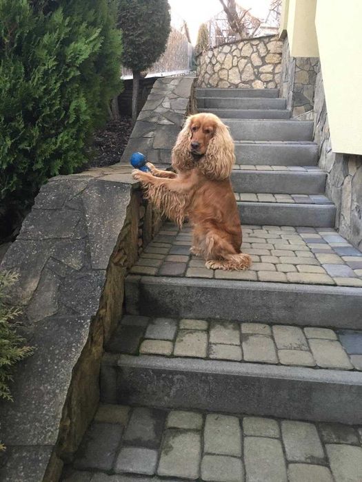 Кокер-спаніель пропонує послуги в’язки!