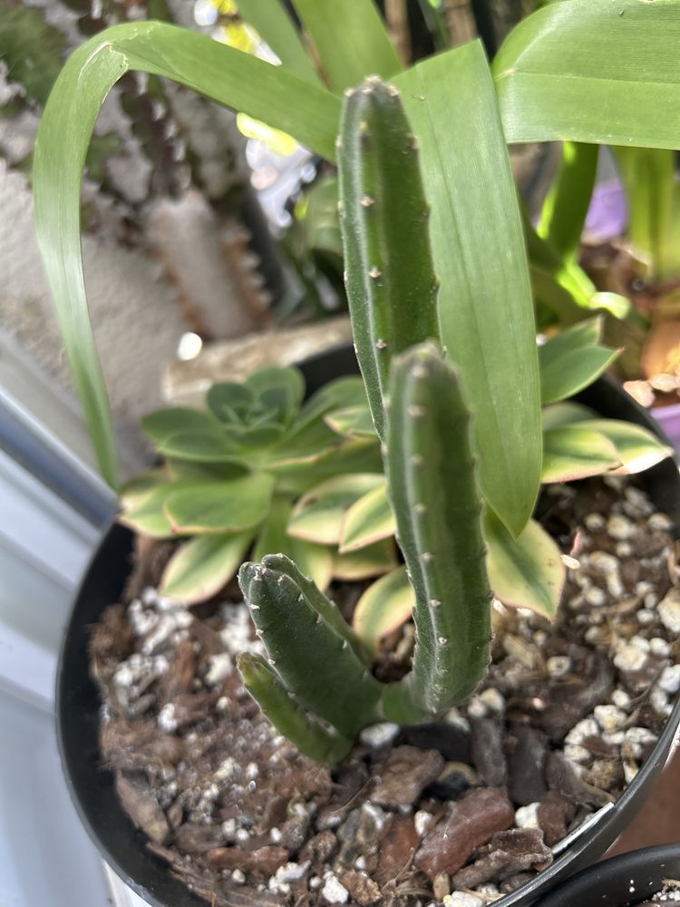 Stapelias variadas