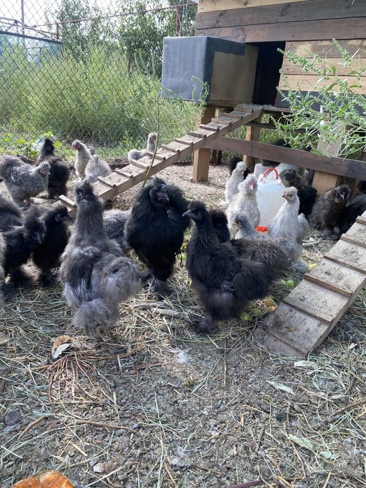 Инкубационное яйцо китайские пуховые куры