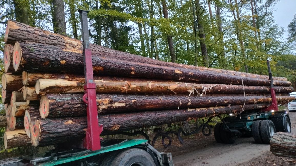 Sosna tartaczna drewno kłoda drewno budowlane